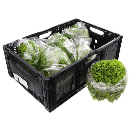 SALADE BATAVIA VERTE 6PCS FLOWPACK